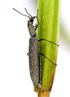 Dolichosoma lineare