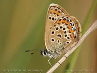 Plebeius argus - Silver-studded Blue