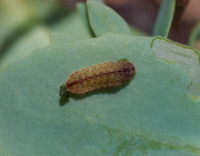 Scolitantides orion - Chequered Blue