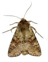 Apamea sordens - Rustic Shoulder-knot