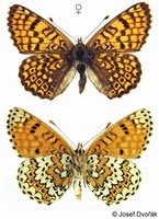 Melitaea cinxia - Glanville Fritillary