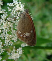 Coenonympha glycerion - Chestnut Heath