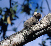 Common marmoset (Callithrix jacchus)