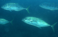 Carangoides fulvoguttatus, Yellowspotted trevally: fisheries, gamefish