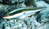 Halichoeres maculipinna, Clown wrasse: aquarium