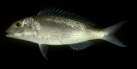 Nemipterus peronii, Notchedfin threadfin bream: fisheries