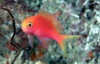 Pseudanthias randalli, Randall's fairy basslet: aquarium