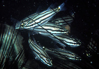 Cheilodipterus novemstriatus, Indian Ocean twospot cardinalfish: