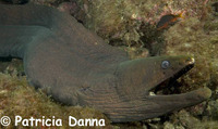 Gymnothorax castaneus, Chestnut moray: