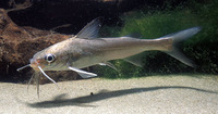 Genidens genidens, Guri sea catfish: fisheries