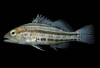 Paralabrax auroguttatus, Goldspotted sand bass: fisheries, gamefish