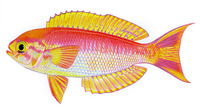 Callanthias australis, Magnificent splendid perch: