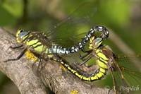 Brachytron pratense - Hairy Dragonfly