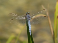 Orthetrum coerulescens