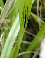 Conocephalus dorsalis