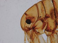 Pulex irritans - Human Flea