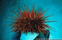 Strongylocentrotus franciscanus - Red urchin