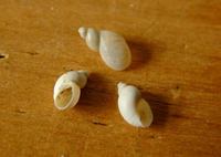 Succinella oblonga