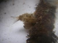 Sycon raphanus