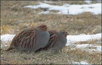 Perdix perdix - Grey Partridge