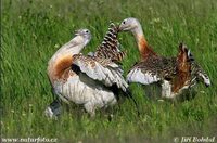 Otis tarda - Great Bustard