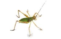 Image of: Scudderia