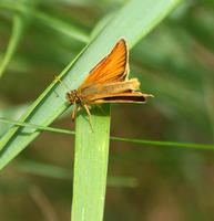 Image of: Thymelicus lineola (European skipper)