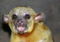 Potos flavus - Kinkajou