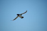 Image of: Alca torda (razorbill)