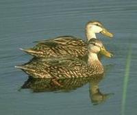 Image of: Anas fulvigula (mottled duck)