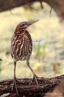 Image of: Dupetor flavicollis (black bittern)