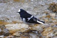 Image of: Enicurus scouleri (little forktail)