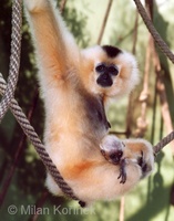 Hylobates gabriellae - Yellow-cheeked Gibbon