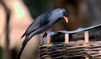 Image of: Hypsipetes leucocephalus (black bulbul)