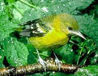 Image of: Icterus galbula (Baltimore oriole)