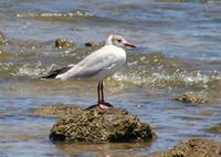 Image of: Larus cirrocephalus (grey-hooded gull)