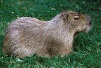 Hydrochaeris hydrochaeris - Capybara