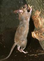 Hypogeomys antimena - Malagasy Giant Rat