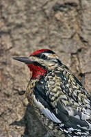 Image of: Sphyrapicus varius (yellow-bellied sapsucker)