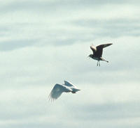 Image of: Stercorarius pomarinus (Pomarine skua)