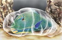 Image of: Scaridae (parrotfishes)