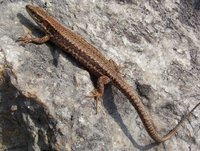 Podarcis muralis - Common Wall Lizard