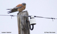 Lesser Kestrel - Falco naumanni