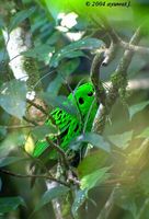 Whitehead's Broadbill - Calyptomena whiteheadi