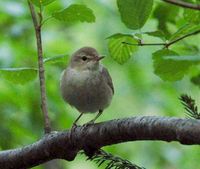 Garden Warbler - Sylvia borin