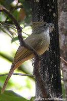 Puff-throated Bulbul - Alophoixus pallidus