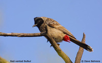 Red-vented Bulbul - Pycnonotus cafer