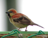 Plain-backed Sparrow - Passer flaveolus