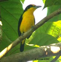 Great Iora - Aegithina lafresnayei