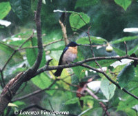 Palawan Blue Flycatcher - Cyornis lemprieri